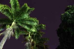Palm Trees at Night