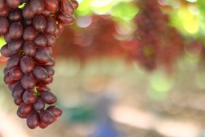 Ripe Purple Grapes