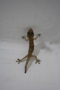 Lizard Eating Mosquito